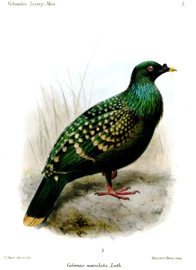 File:CaloenasMaculataSmit.jpg