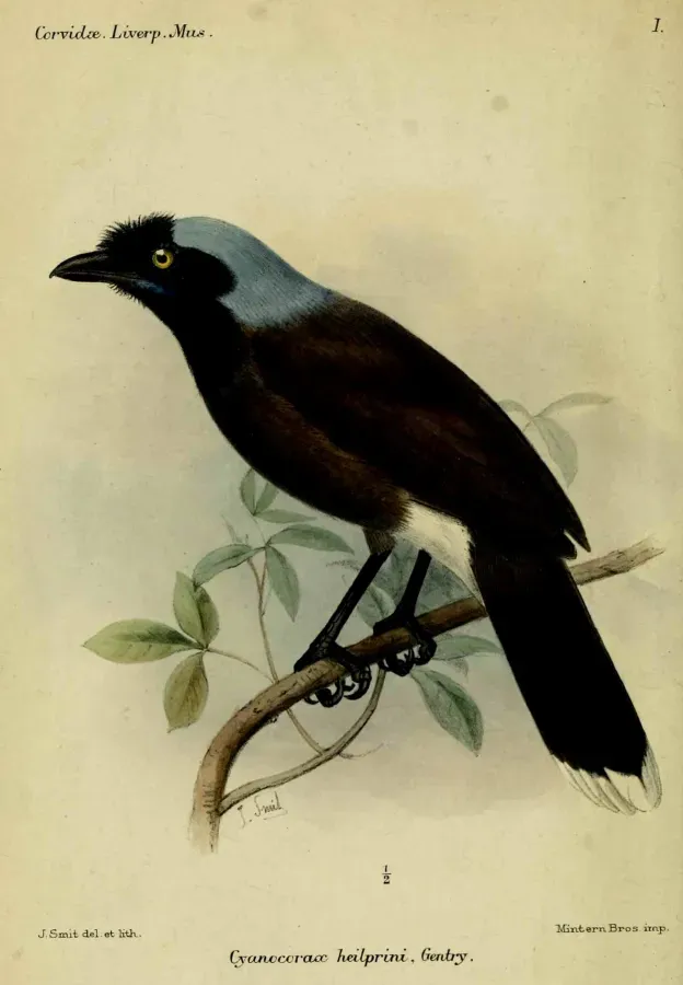File:CyanocoraxHeilpriniSmit.jpg