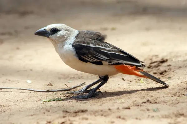 File:Dinemellia dinemelli (White-headed Buffalo Weaver), Waso, Samburu, Kenya 1.jpg
