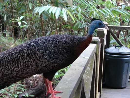 File:Argusianus argus -Lok Kawi Wildlife Park, Malaysia -male-8a.jpg