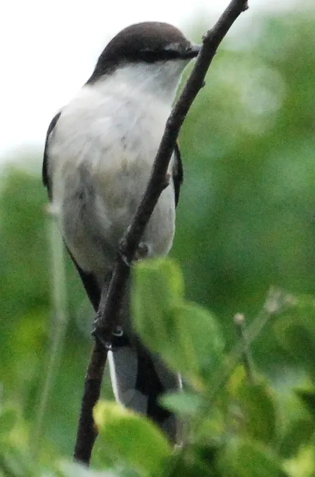 File:Lalage leucopyga montrosieri 2.jpg