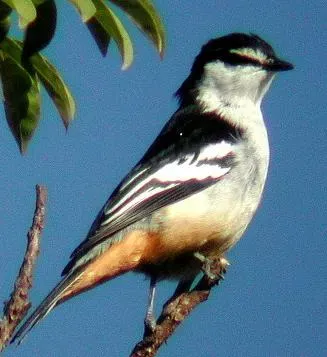 File:Lalage leucomela 3.jpg