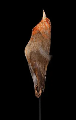 File:Paroreomyza flammea (S.B.Wilson, 1890) 2433875808.jpg