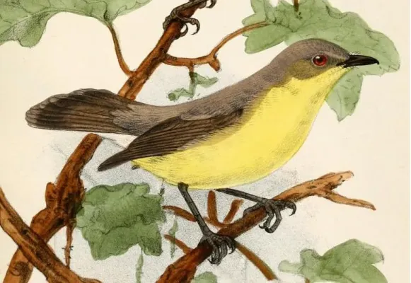 File:Gerygone sulphurea.jpg