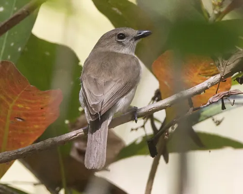 File:Pachycephala simplex simplex 1.jpg