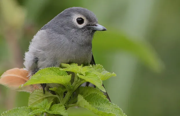 File:Flickr - Rainbirder - White-eyed Slaty Flycatcher (Melaenornis fischeri).jpg