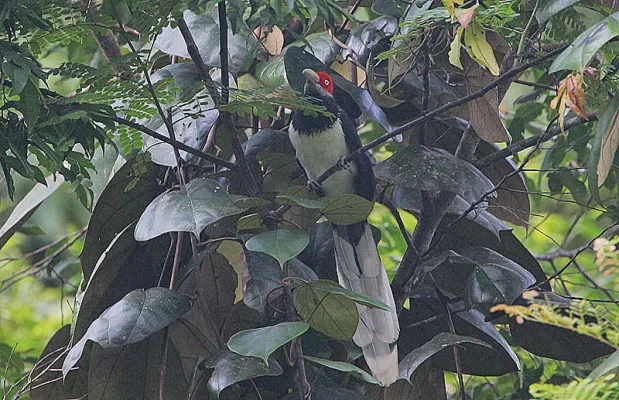 File:Flickr - Rainbirder - Red-faced Malkoha (Phaenicophaeus pyrrhocephalus) female.jpg