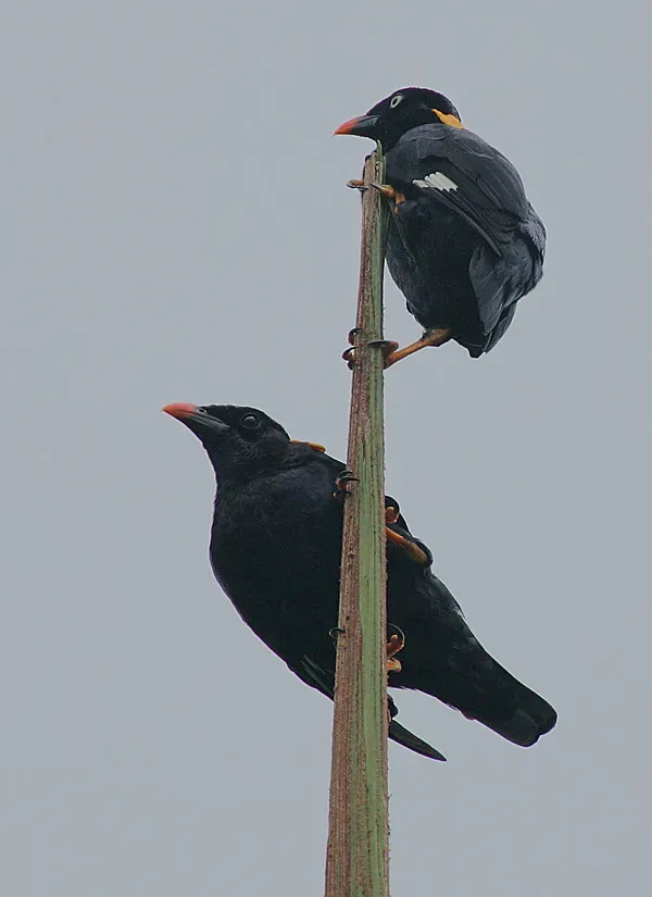 File:Flickr - Rainbirder - Ceylon Myna (Gracula ptilogenys).jpg