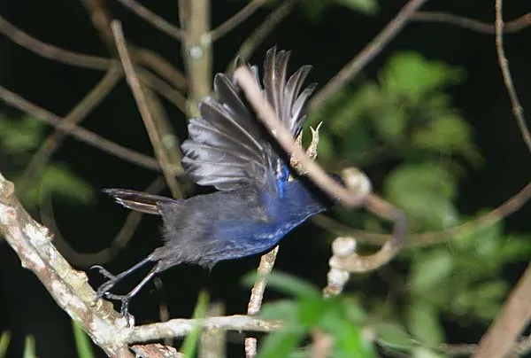 File:Flickr - Rainbirder - Ceylon Whistling-thrush (Myophonus blighi).jpg