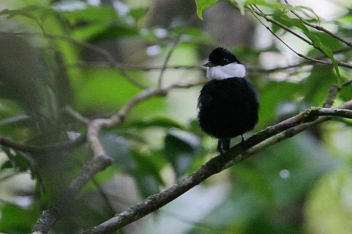 File:Flickr - Rainbirder - White-ruffed Manakin (Corapipo altera) displaying male.jpg