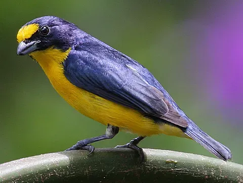 File:Flickr - Rainbirder - Yellow-throated Euphonia (Euphonia hirundinacea) male.jpg