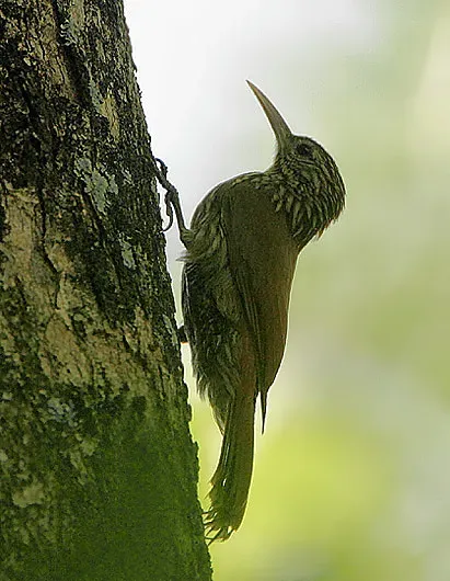 File:Flickr - Rainbirder - Streak-headed Woodcreeper (Lepidocolaptes souleyetii).jpg