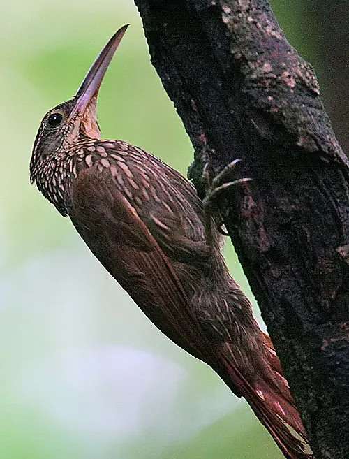 File:Flickr - Rainbirder - Ivory-billed Woodcreeper (Xiphorhynchus flavigaster).jpg