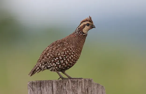 File:Flickr - Rainbirder - Crested Bobwhite (Colinus cristatus).jpg