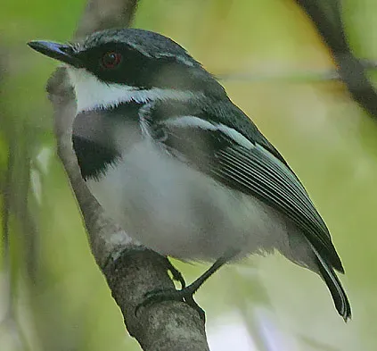 File:Flickr - Rainbirder - Short-tailed Batis (Batis mixta).jpg