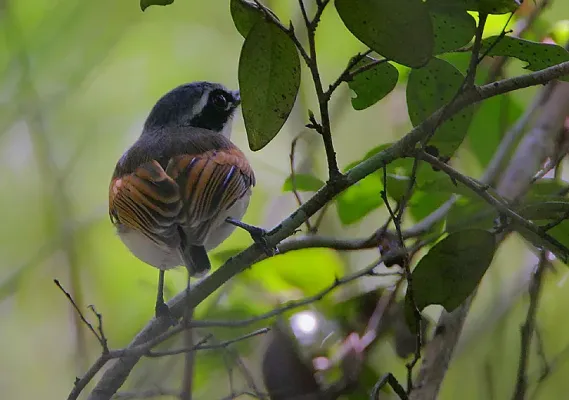 File:Flickr - Rainbirder - Short-tailed Batis (Batis mixta) (1).jpg