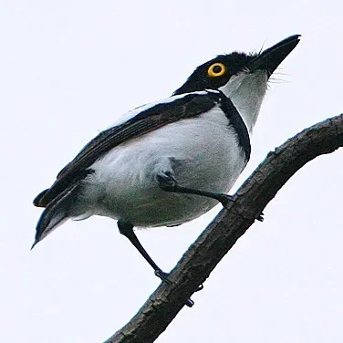 File:Flickr - Rainbirder - Senegal Batis (Batis senegalensis).jpg