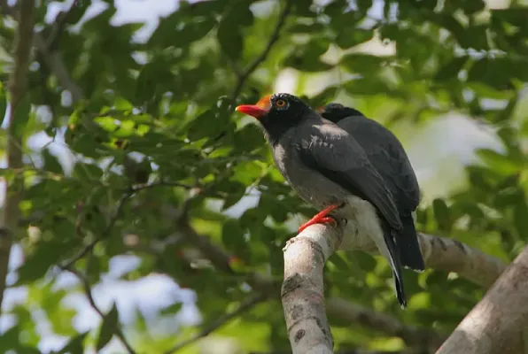 File:Flickr - Rainbirder - Chestnut-fronted Helmet-Shrikes (Prionops scopifrons kirki).jpg
