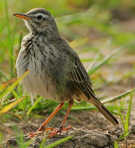 File:Flickr - Rainbirder - Malindi Pipit (Anthus melindae).jpg