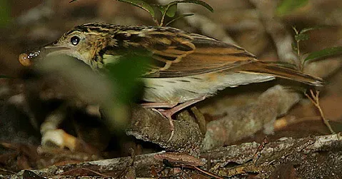 File:Flickr - Rainbirder - Sokoke Pipit (Anthus sokokensis) with a snail.jpg
