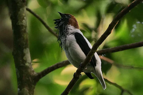File:Flickr - Rainbirder - Bearded Bellbird (Procnias averano) male calling.jpg