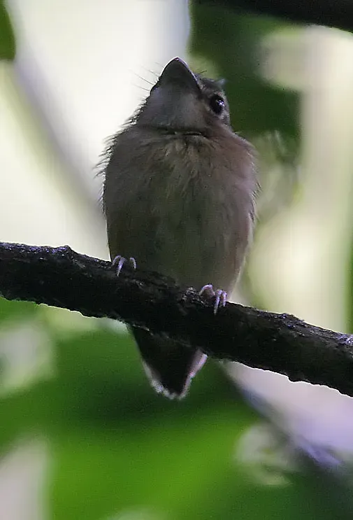 File:Flickr - Rainbirder - Stub-tailed Spadebill (Platyrinchus cancrominus).jpg