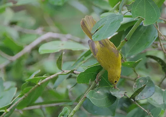 File:Flickr - Rainbirder - Little Yellow Flycatcher (Erythrocercus holochlorus).jpg