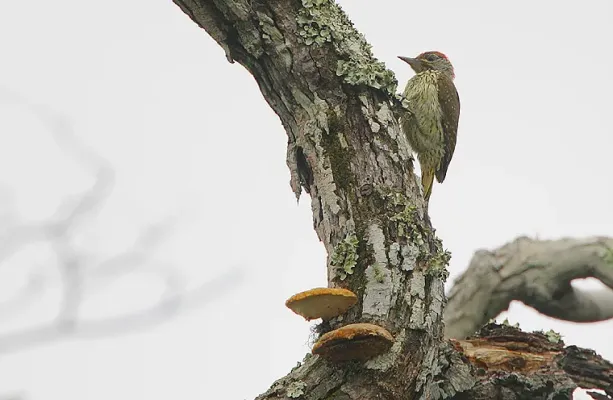 File:Flickr - Rainbirder - Mombasa Woodpecker (Campethera mombassica).jpg