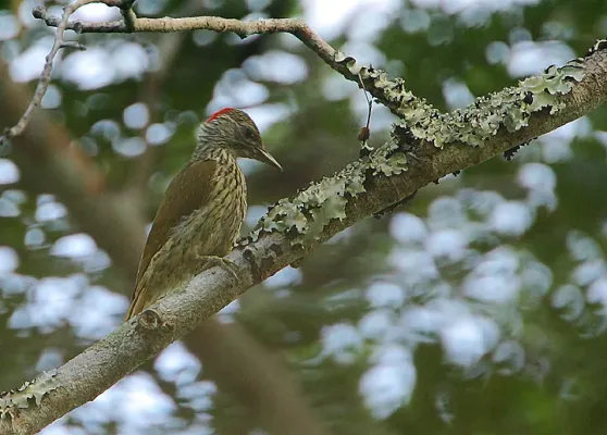 File:Flickr - Rainbirder - Mombasa Woodpecker (Campethera mombassica) (1).jpg