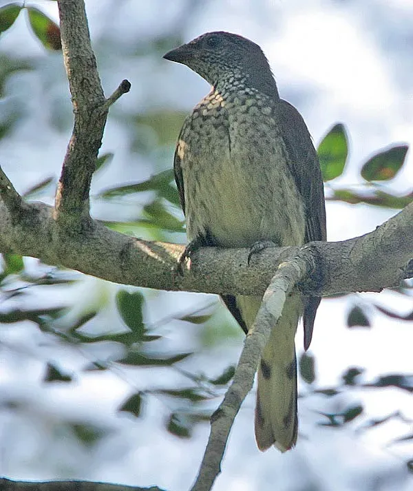 File:Flickr - Rainbirder - Scaly-throated Honeyguide (Indicator variegatus).jpg