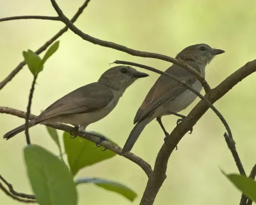 File:Pachycephala simplex simplex 3.jpg