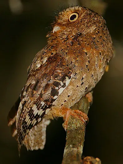 File:Flickr - Rainbirder - Sokoke Scops Owl (Otus ireneae).jpg