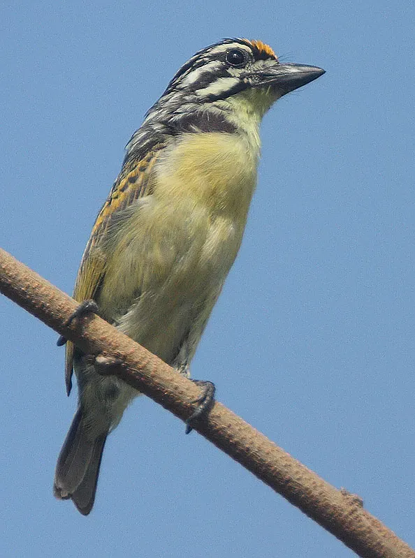 File:Flickr - Rainbirder - Yellow-fronted Tinkerbird (Pogoniulus chrysoconus).jpg