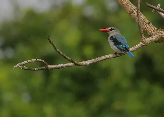 File:Flickr - Rainbirder - Mangrove Kingfisher (Halcyon senegaloides) in the rain.jpg
