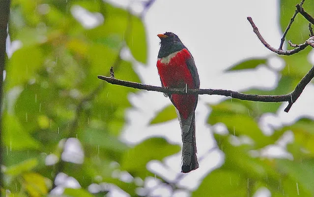 File:Flickr - Rainbirder - Elegant Trogon (Trogon elegans) in the rain.jpg