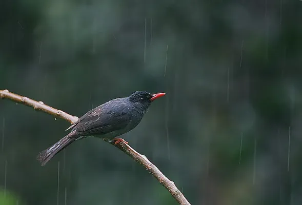 File:Flickr - Rainbirder - Square-tailed Black Bulbul ( Hypsipetes ganeesa humii) in the rain.jpg