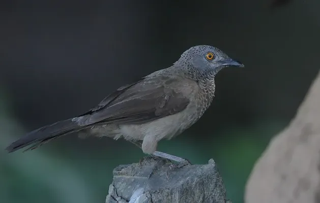 File:Flickr - Rainbirder - Brown Babbler (Turdoides plebejus).jpg