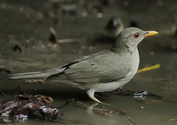 File:Flickr - Rainbirder - African Thrush (Turdus pelios).jpg