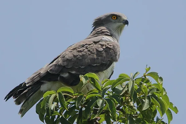 File:Flickr - Rainbirder - Beaudouin's Snake Eagle (Circaetus beaudouini).jpg