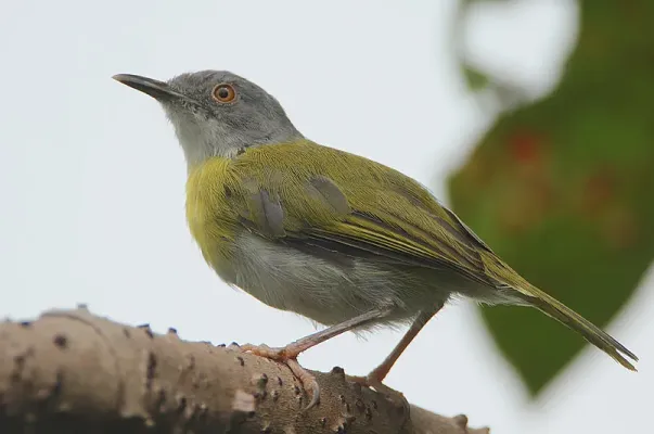 File:Flickr - Rainbirder - Yellow-breasted Apalis (Apalis flavida).jpg