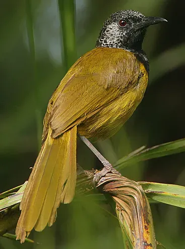 File:Flickr - Rainbirder - Oriole Warbler (Hypergerus atriceps) (1).jpg