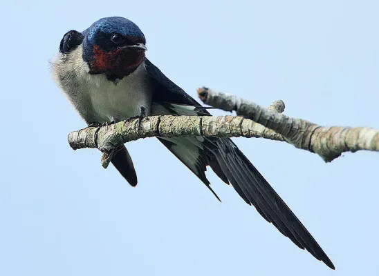 File:Flickr - Rainbirder - Red-chested Swallow (Hirundo lucida).jpg