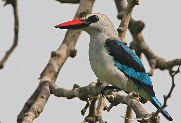 File:Flickr - Rainbirder - Woodland Kingfisher (Halcyon senegalensis).jpg