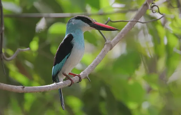 File:Flickr - Rainbirder - Blue-breasted Kingfisher (Halcyon malimbica).jpg