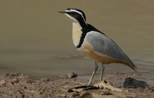 File:Flickr - Rainbirder - Egyptian Plover (Pluvianus aegyptius).jpg