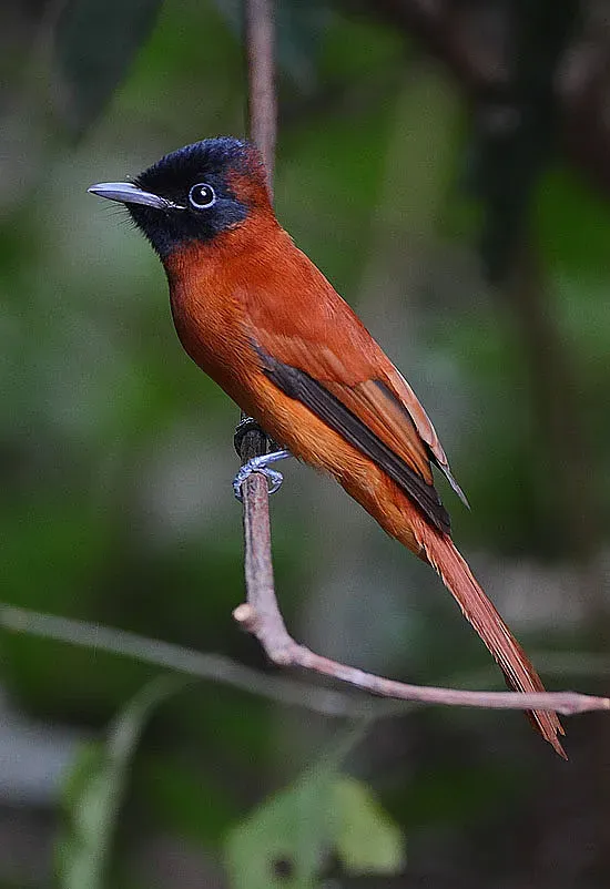 File:Flickr - Rainbirder - Red-bellied Paradise Flycatcher (Terpsiphone rufiventer) female.jpg