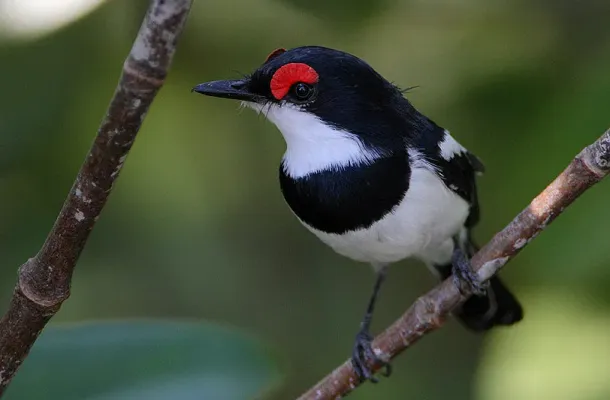 File:Flickr - Rainbirder - Common Wattle-Eye ( Platysteira cyanea) male.jpg