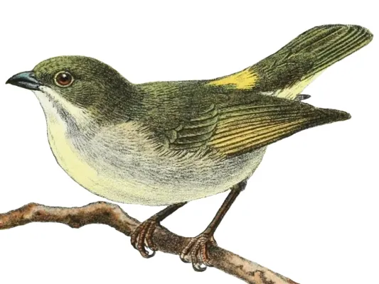 File:Dicaeum annae.jpg