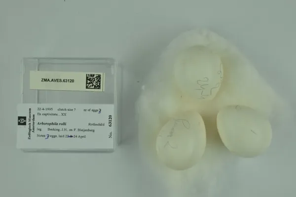 File:Arborophila rolli (Rothschild, 1909) 2434201556.jpg
