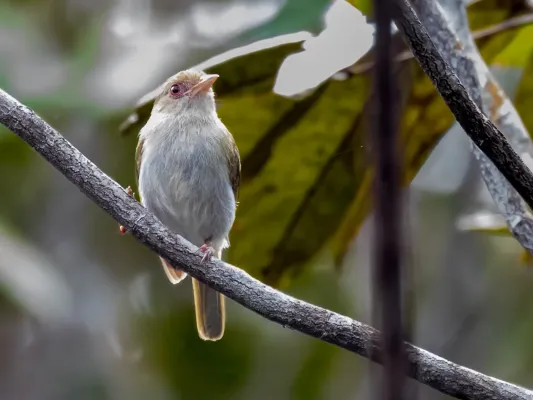 File:Hylophilus brunneiceps - Brown-headed Greenlet, Iranduba, Amazonas, Brazil 01.jpg